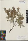 Foto von Salix glauca L.